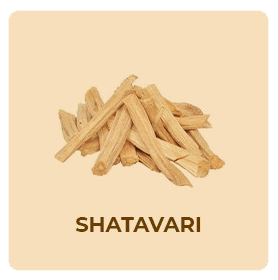 shatavari
